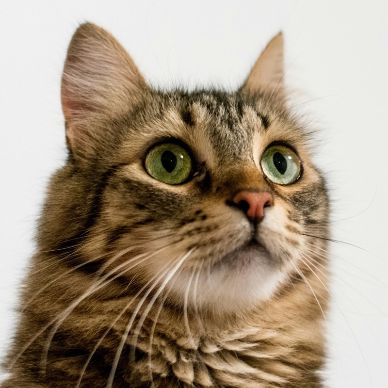 Luna the tabby cat